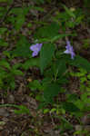 Limestone wild petunia